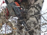 Арбористика: спил деревьев. Высотные работы / Новосибирск