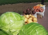 Отборные картошка, морковь, свекла, капуста и другие овощи от поставщика в Алтайском крае / Новосибирск